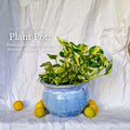 Plant Pot
